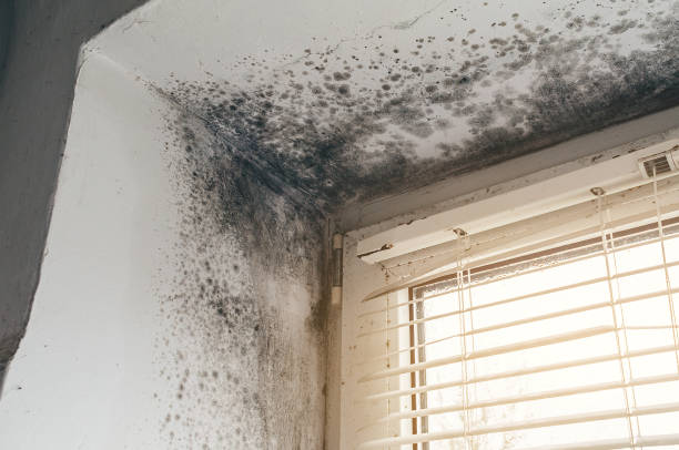 Affordable Mold Remediation solutions in Irvona, PA